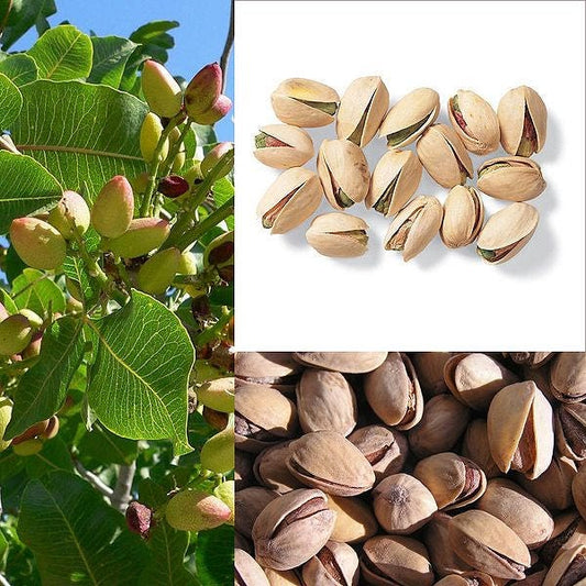 Pistachio Nut Tree Pistacia Vera Fruit Tree Seeds – Delicious Nuts With Beautiful Red Flowers heirloom non-gmo organic garden seeds