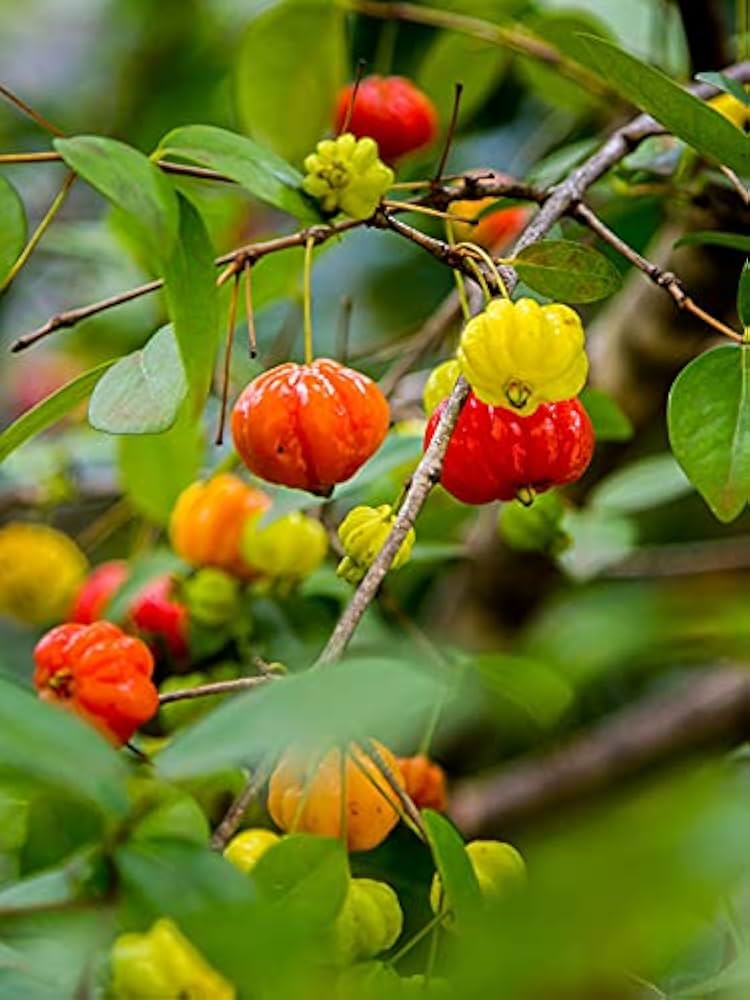Pitanga Eugenia uniflora Seeds for Planting in Home Orchard and Backyard Garden