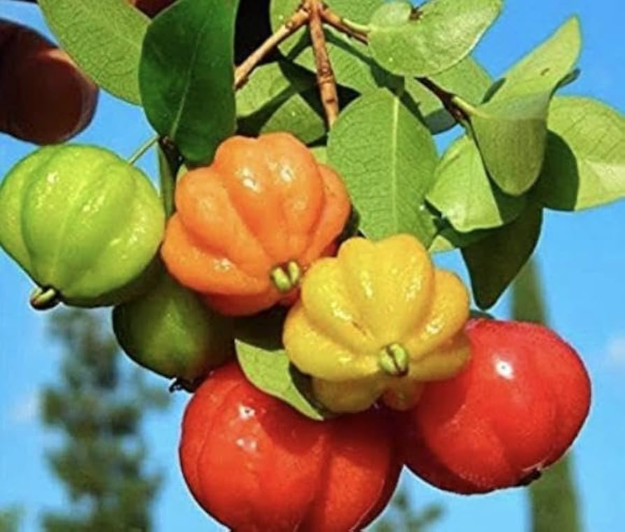 Pitanga Eugenia Uniflora Seeds For Planting In Home Orchard And Backyard Garden heirloom non-gmo organic garden seeds