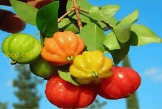 Pitanga Fruit Seeds For Planting Grow Your Own Tropical Harvest heirloom non-gmo organic garden seeds