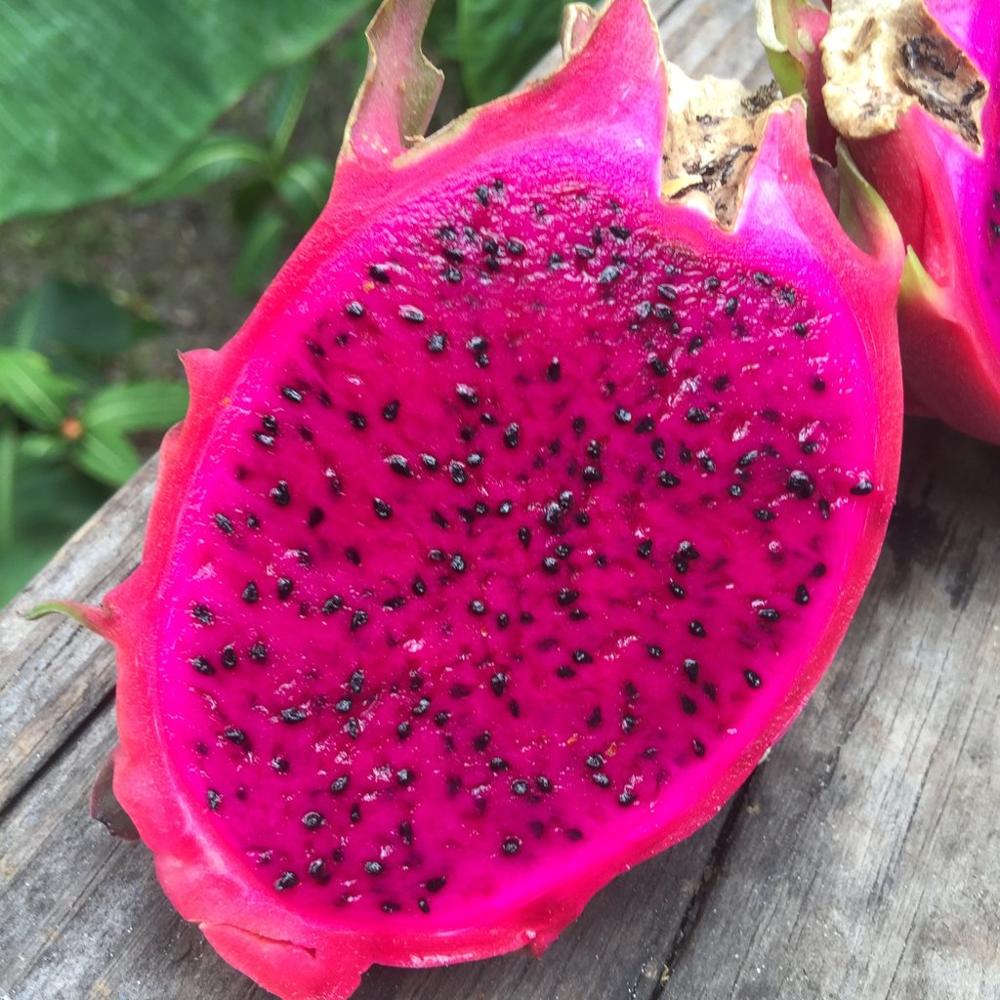 Pitaya Fruit Seeds For Planting Add Unique Flavor To Your Garden heirloom non-gmo organic garden seeds
