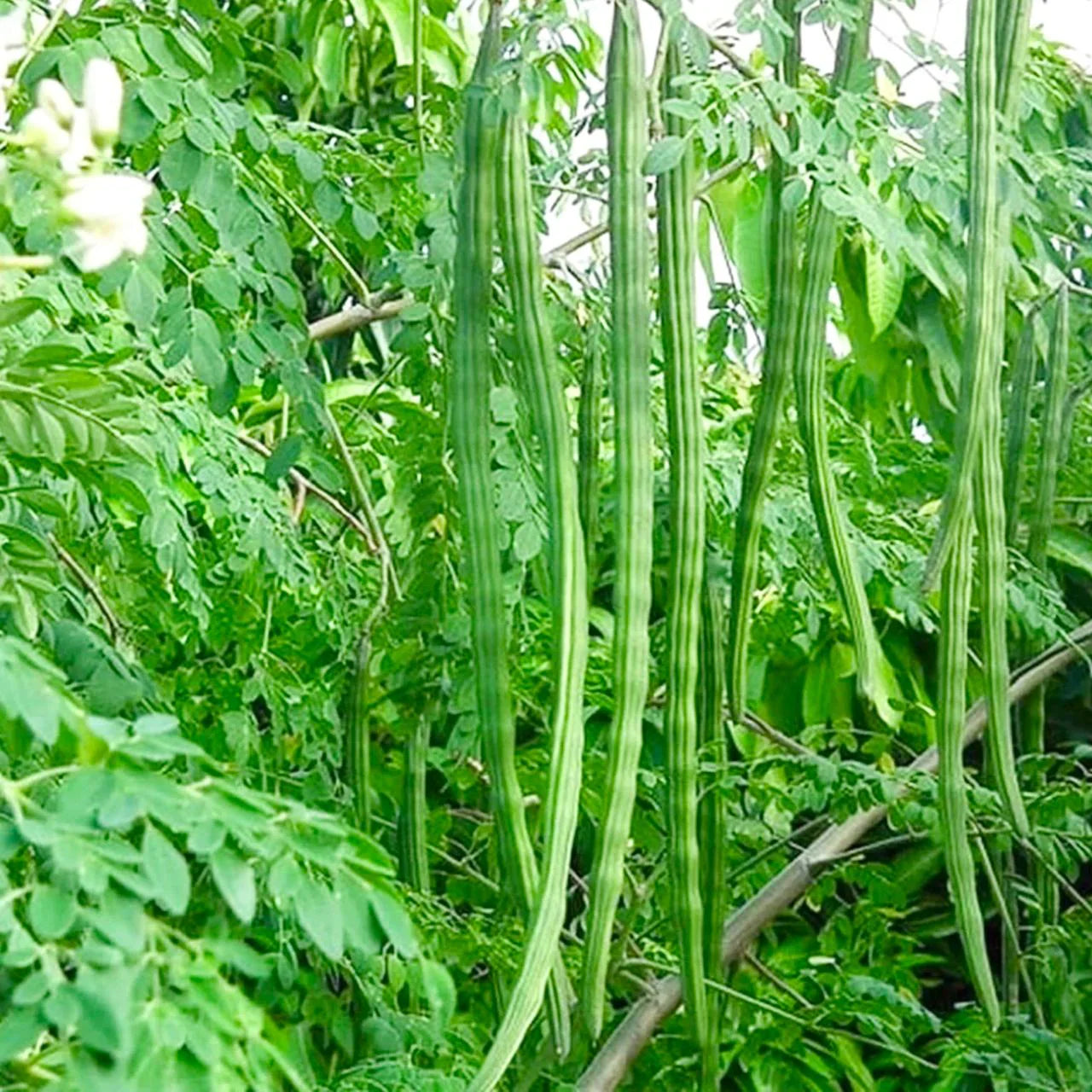 Semi di verdura Drumstick