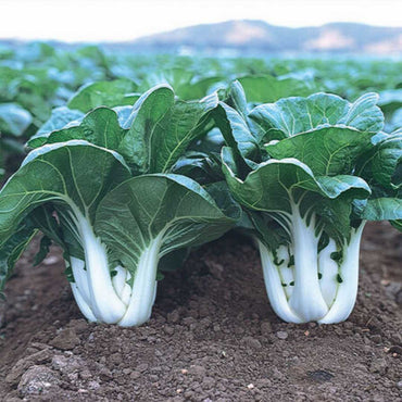 Semi di verdura Bok Choy Pak Choi