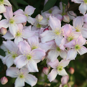 Clematis Baby Pink Flower seeds for Planting - Perfect for Borders, Heirloom & GMO Free Seeds for Home Garden