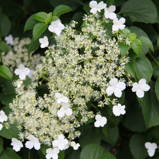 Climbing Hydrangea Anomala Flower Seeds