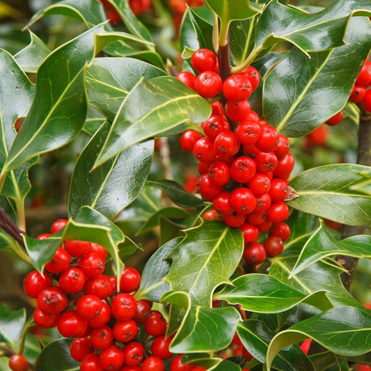 English Holly Shrub Seeds