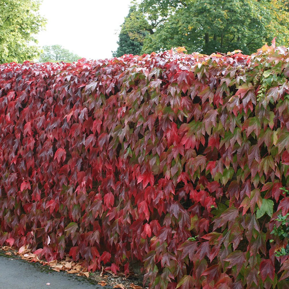 Boston Ivy Herb Seeds