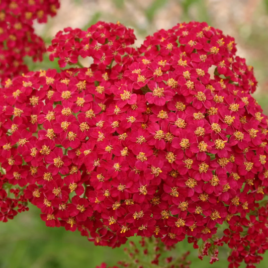 Achillea 'Red Beauty' Seeds - Vibrant Red Perennial with Fragrant Flowers