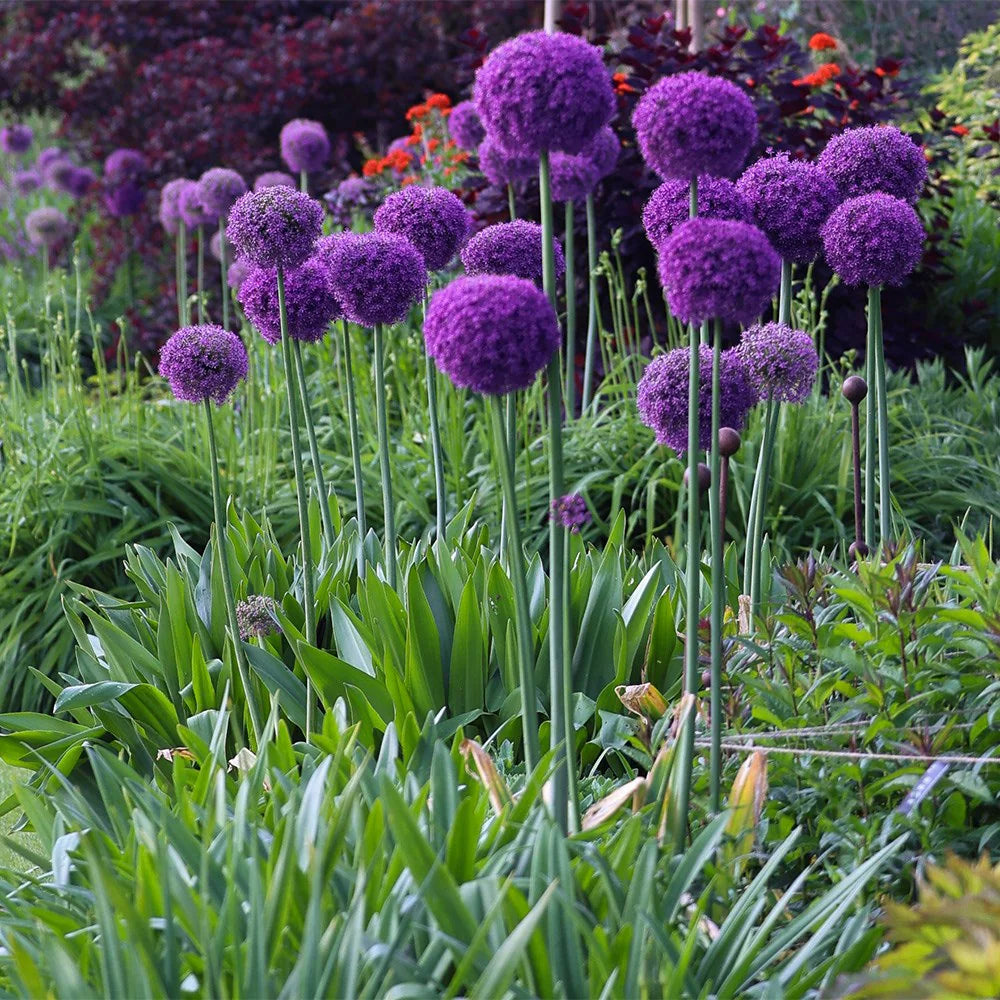 giant allium giganteum flower seeds Allium Giganteum Flower Seeds for Planting – Heirloom, Non-GMO, Pollin – Pure Asia Seeds