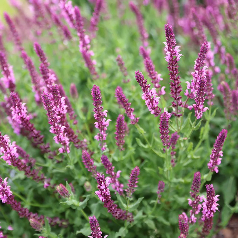 Salvia Sylvestris 'Rose Queen' Flower Seeds