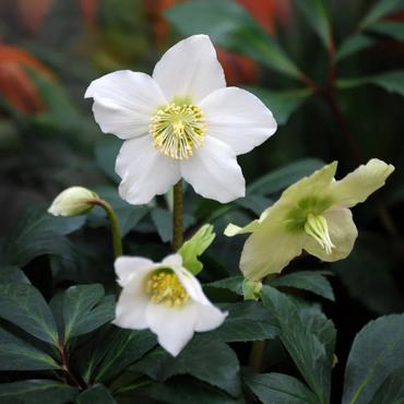 Christmas Rose Flower Seeds