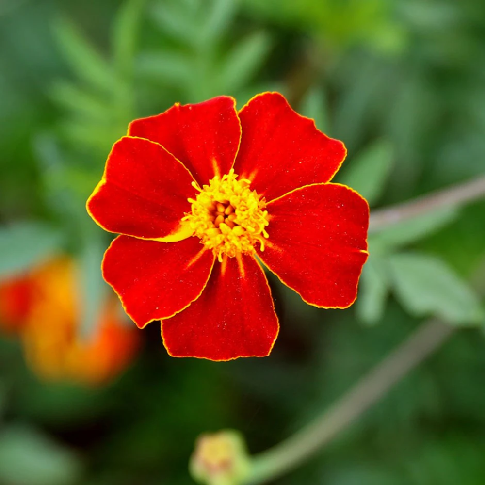 French Marigold 'Disco Red' – Bold & Vibrant Garden Flower