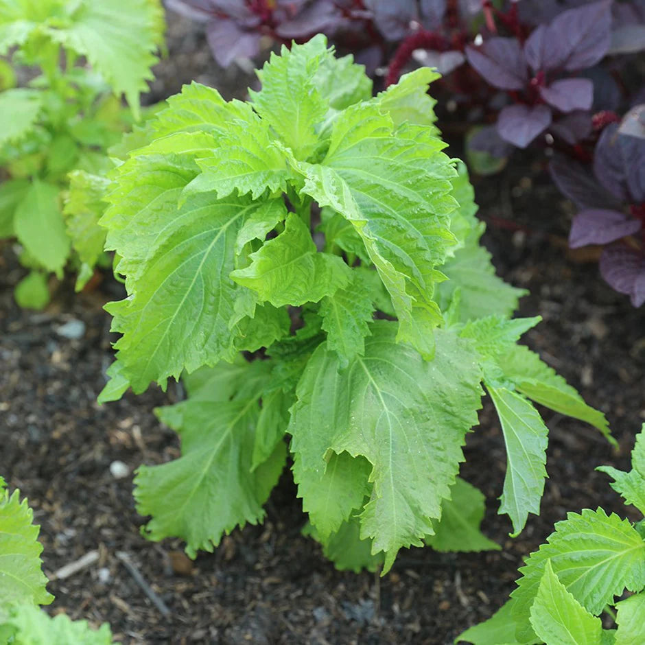 Semillas de la hierba de la planta de bistec