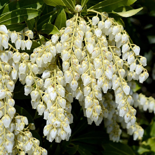 Pieris Japonica Flower seeds for Planting - Shade Tolerant, Heirloom & GMO Free Seeds for Home Garden
 
 Sale for planting in home garden.