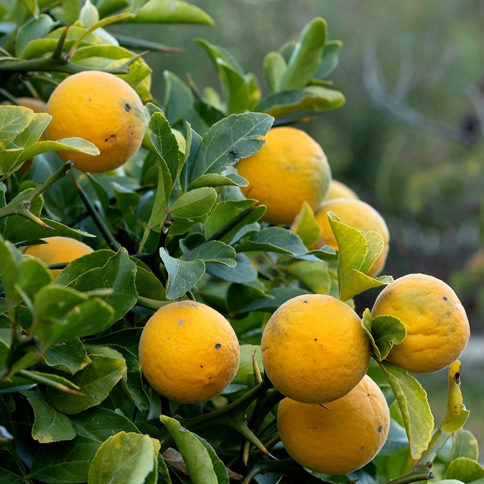Poncirus Trifoliata Fruit Seeds