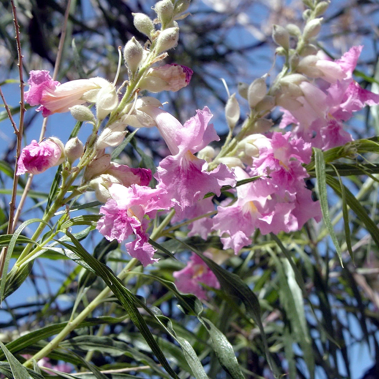 Desert Willow Shrub Seeds