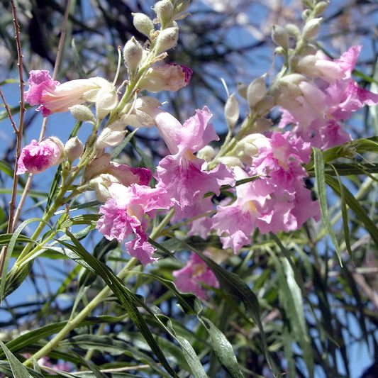 Desert Willow Shrub Seeds