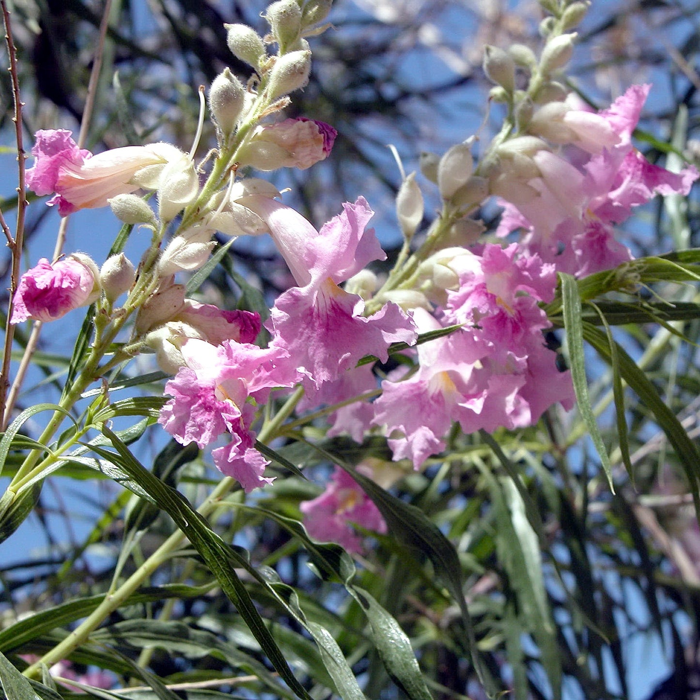 Desert Willow Flower Seeds