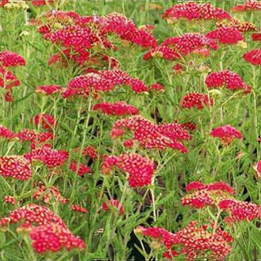 Achillea 'Red Beauty' Seeds - Vibrant Red Perennial with Fragrant Flowers