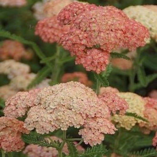 Achillea 'Salmon Beauty' Seeds - Soft Salmon-Pink Perennial with Lush Flower Clusters