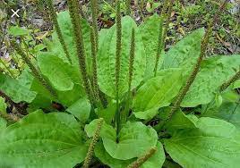オオバコ（Plantago asiatica）薬草の花の種