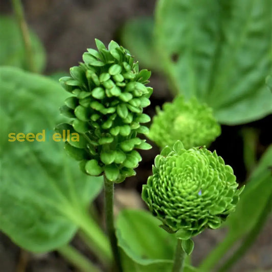 Plantago Major Seeds For Easy Planting Green Variety heirloom non-gmo organic garden seeds