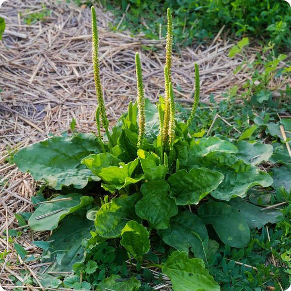 Plantain Plantago Major Seeds heirloom non-gmo organic garden seeds