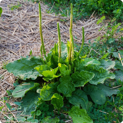 Plantain Plantago Major Seeds heirloom non-gmo organic garden seeds