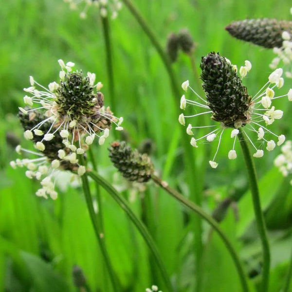オオバコハーブの種 – Pure Asia Seeds