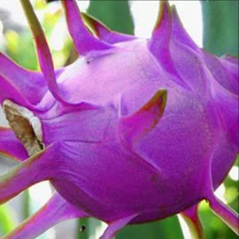 Blue Pitaya Dragon Fruit Seeds - Easy Growing Tropical Fruit Seeds