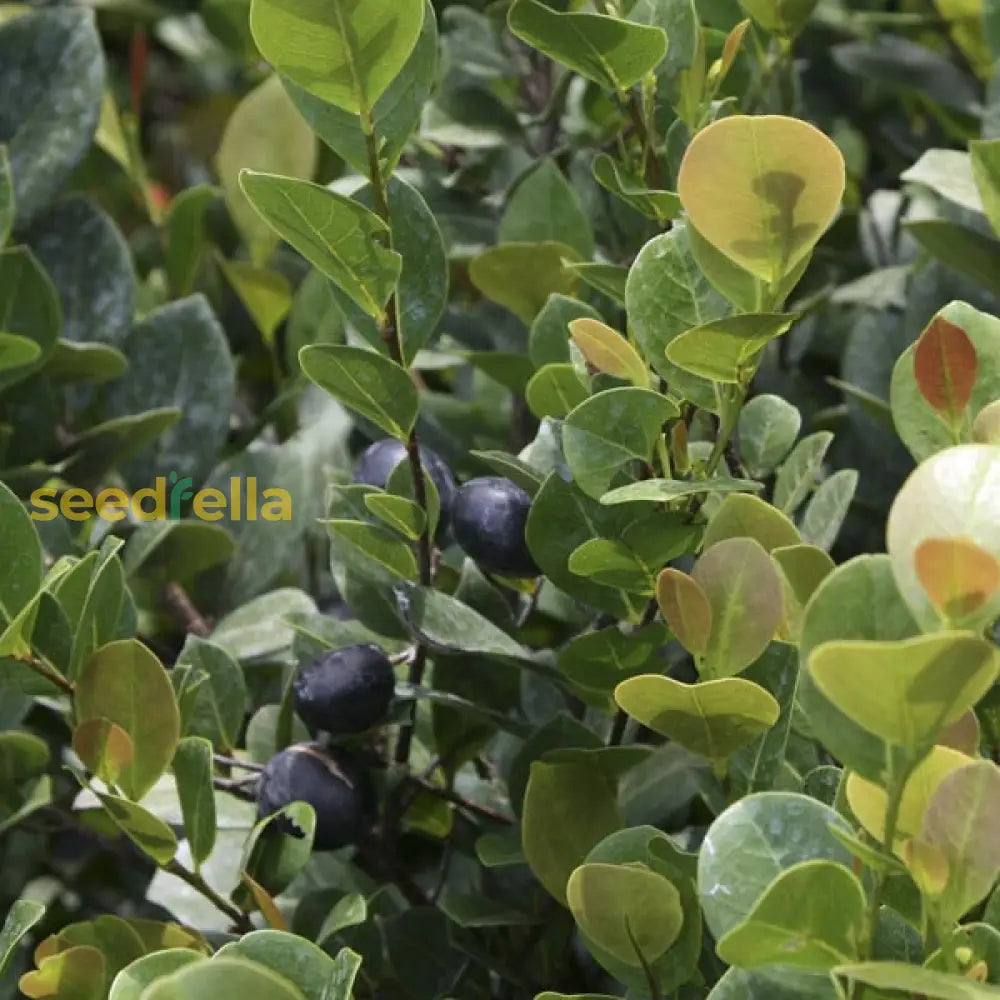 Chrysobalanus Icaco Seeds for Planting - Grow Edible Black Fruit Plants