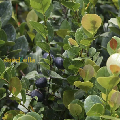 Chrysobalanus Icaco Seeds for Planting - Grow Edible Black Fruit Plants