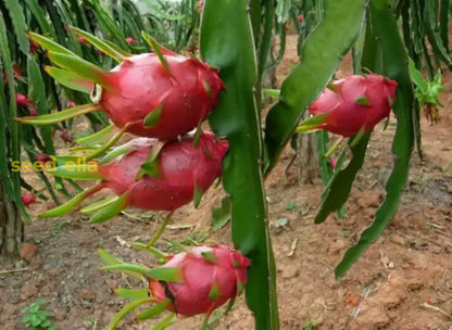 White Dragon Fruit Planting Seeds - Exotic Tropical Fruit Seeds for Home Gardening and Thriving Edible Landscapes