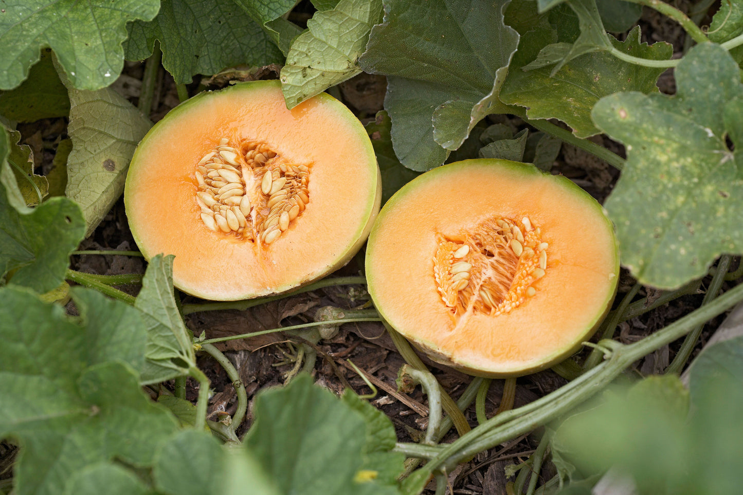 Light Orange Melon Cantaloupe Seeds for Planting