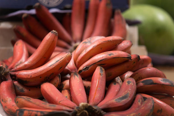Maroon Red Banana Fruit Seeds for Planting