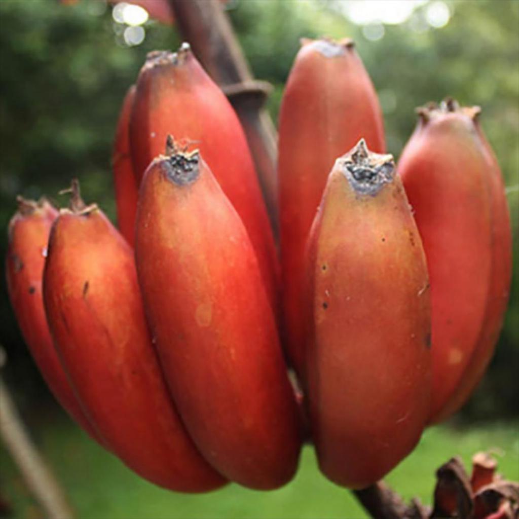 Red Banana Fruit Seeds for Planting