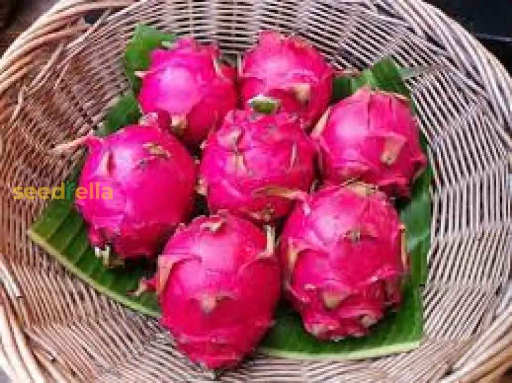 Red Dragon Fruit Seeds for Planting - Grow Tropical Dragon Fruit Plants in Your Garden
