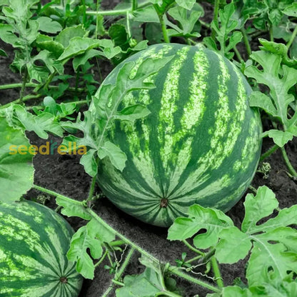 High-Quality Watermelon Seeds for Fruit Planting