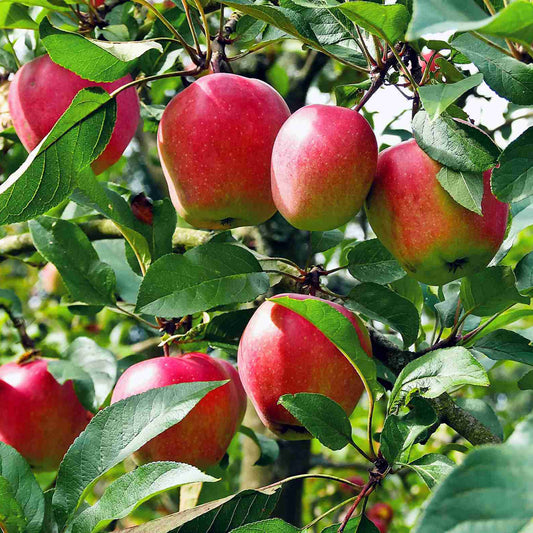 Zwergapfelbaum-Fruchtsamen
