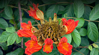Tulip Tree Flower Seeds