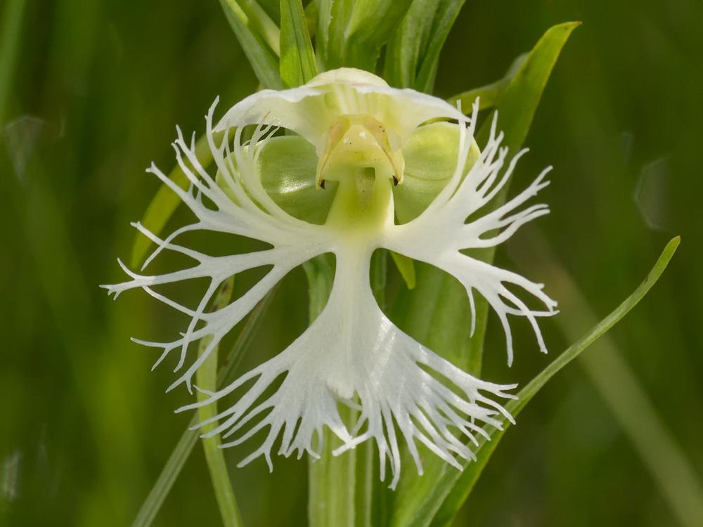 Fringed Orchid Flower seeds for Planting Perfect for Borders Heirloom & GMO Free Seeds for Home Garden