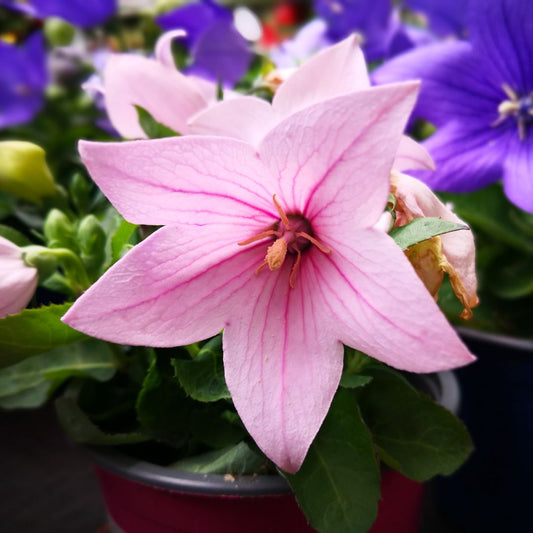 Pink Balloon Flower seeds for Planting - Drought Tolerant, Heirloom & GMO Free Seeds for Home Garden