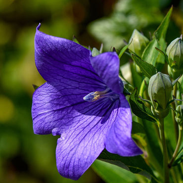 Balloon Flower Seeds
