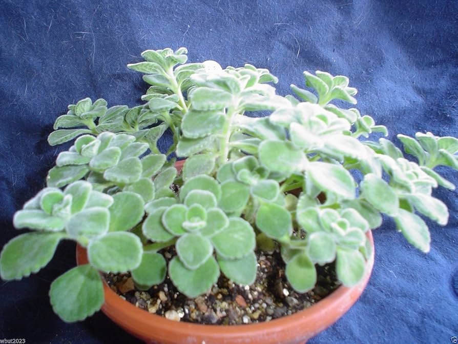 Spanish Thyme Plectranthus amboinicus Plant Seeds