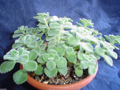 Spanish Thyme Plectranthus amboinicus Plant Seeds
