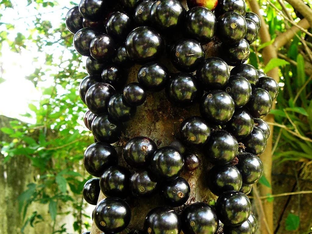 Brazilian Grape Tree Seeds – Jabuticaba Bonsai Fruit Plant