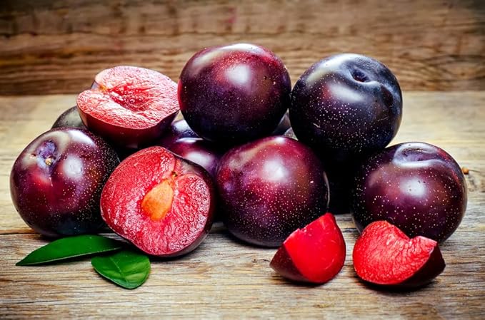 Plum Prunus domestica Fruit Seeds for Planting in Garden