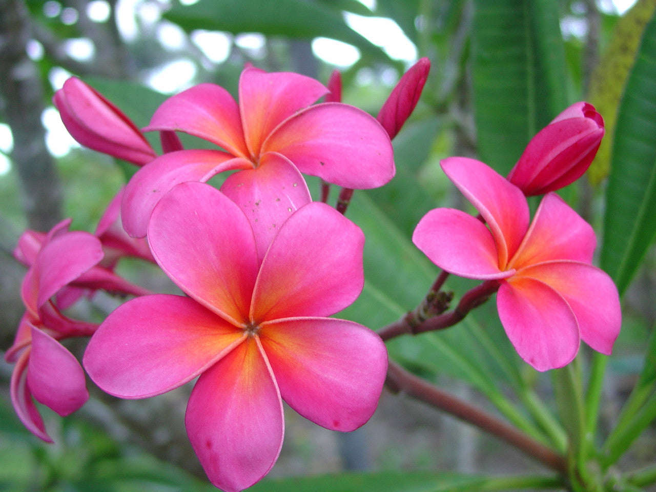 Plumeria Rubra Seeds for Planting  Fragrant Tropical Flowers