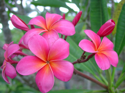 Plumeria Rubra Seeds for Planting  Fragrant Tropical Flowers