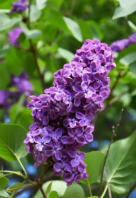 Semi di arbusto lilla viola